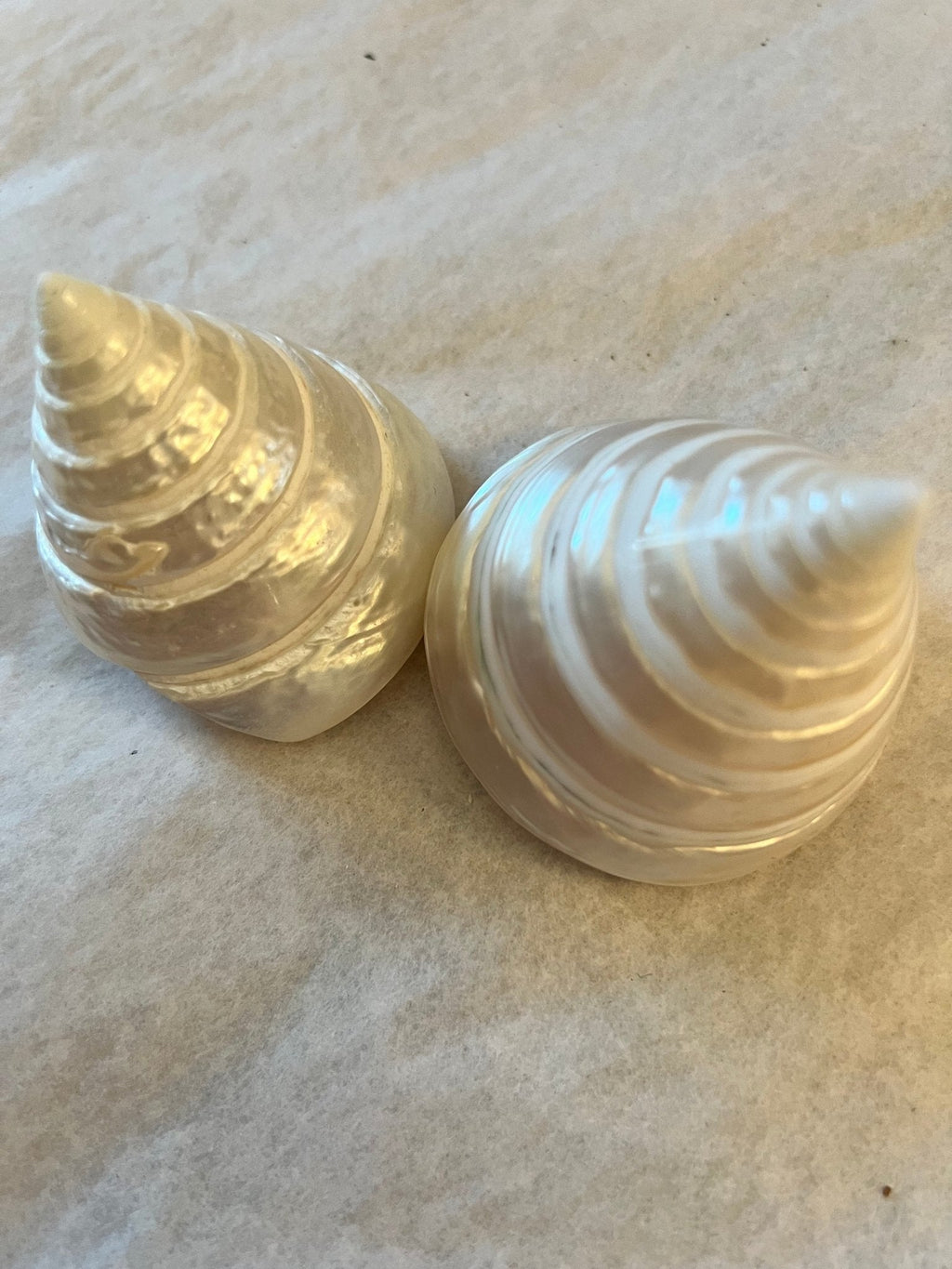 Polished Pearl Trochus Shell