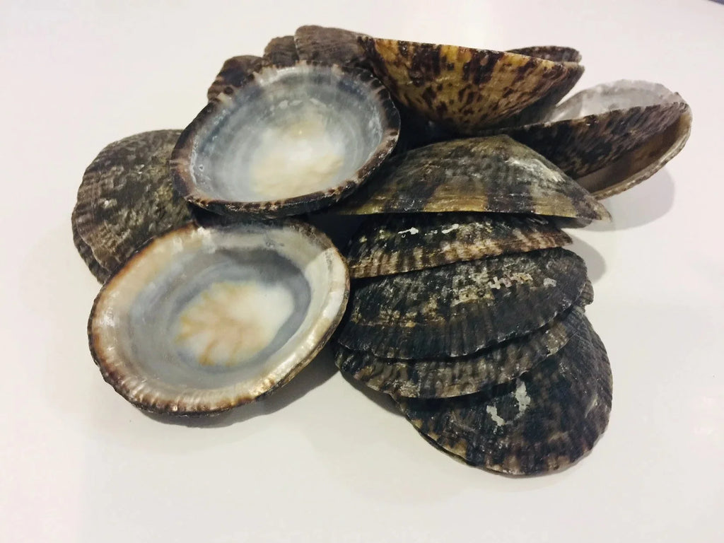 Raw Owl Limpet Shells (patella testudinaria)