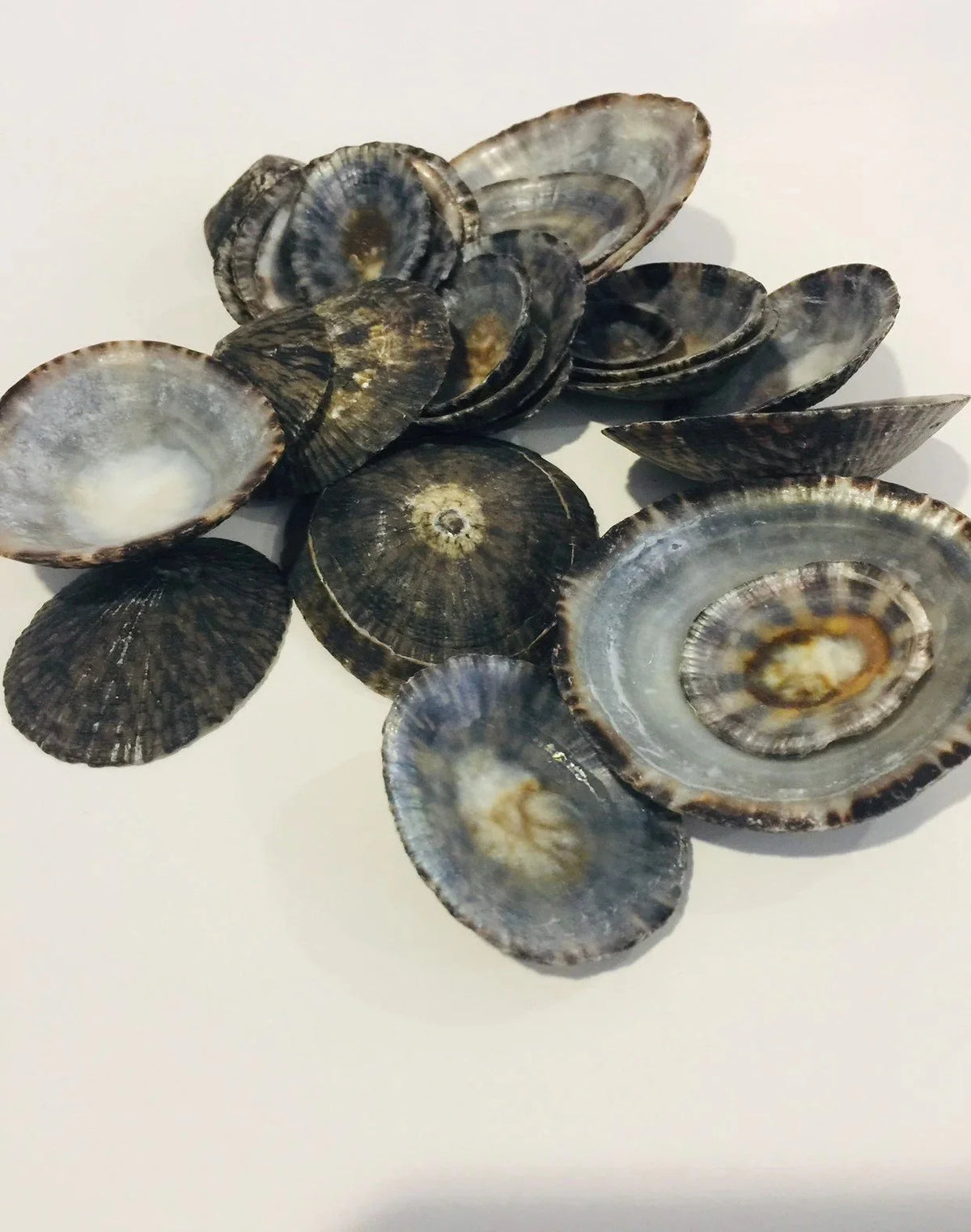 Raw Owl Limpet Shells (patella testudinaria)