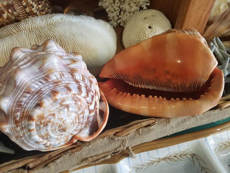 Red Bullmouth Helmet Cameo Cassis Rufia Shells