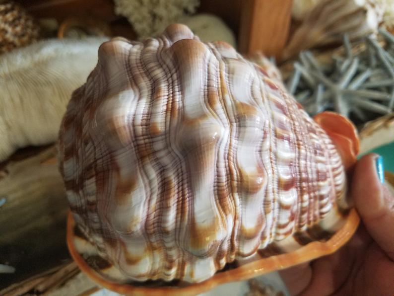 Red Bullmouth Helmet Cameo Cassis Rufia Shells
