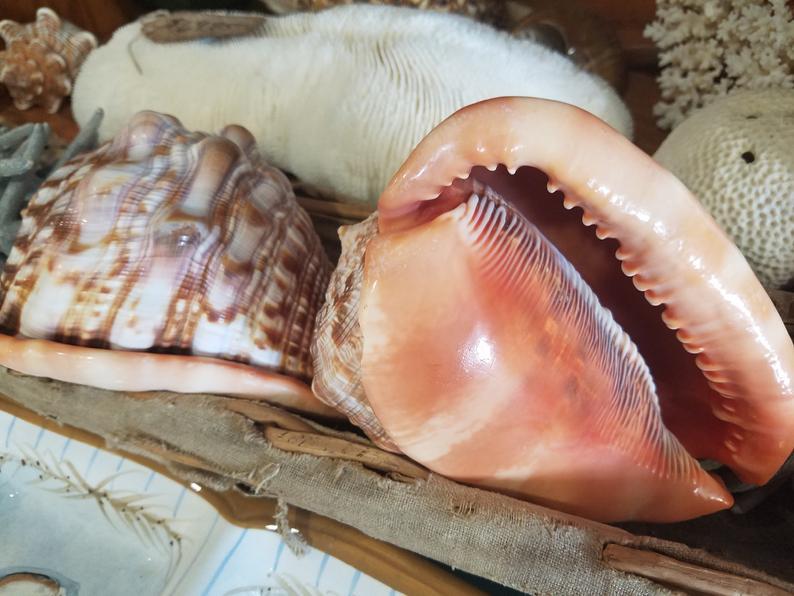 Red Bullmouth Helmet Cameo Cassis Rufia Shells