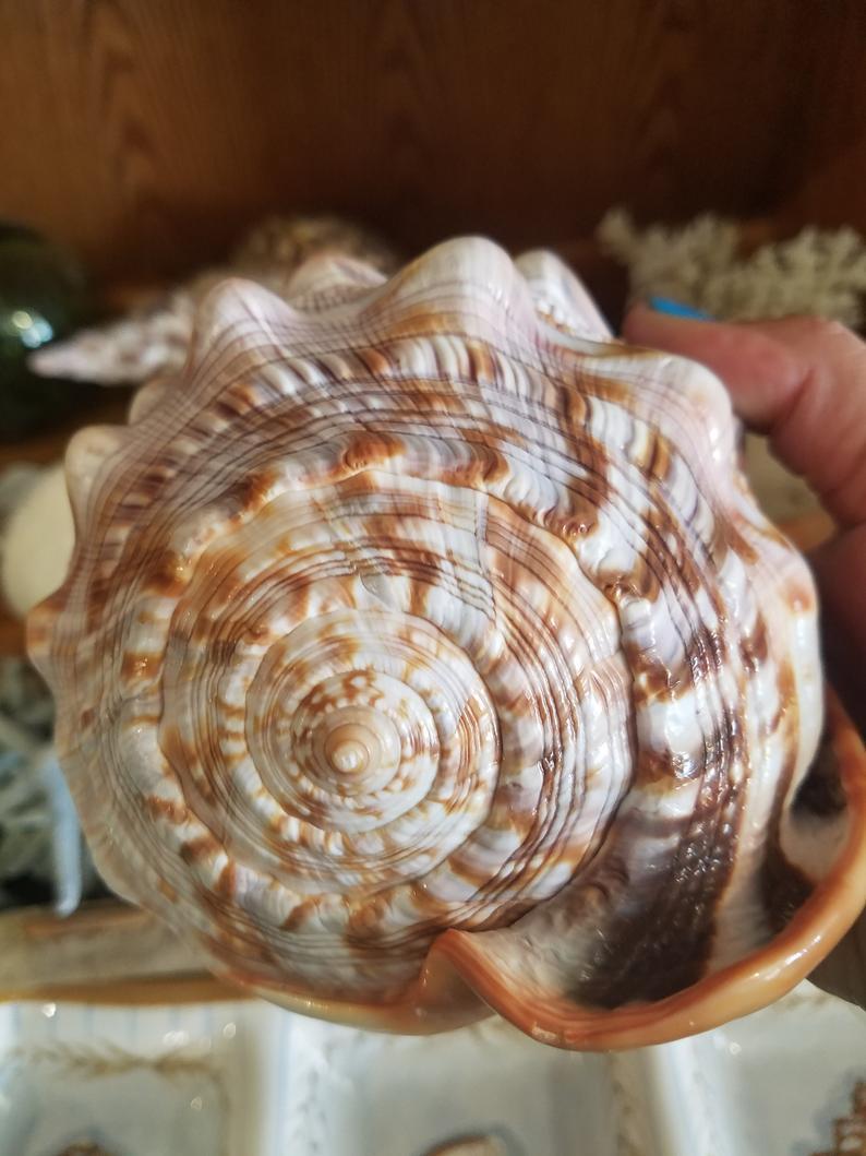 Red Bullmouth Helmet Cameo Cassis Rufia Shells