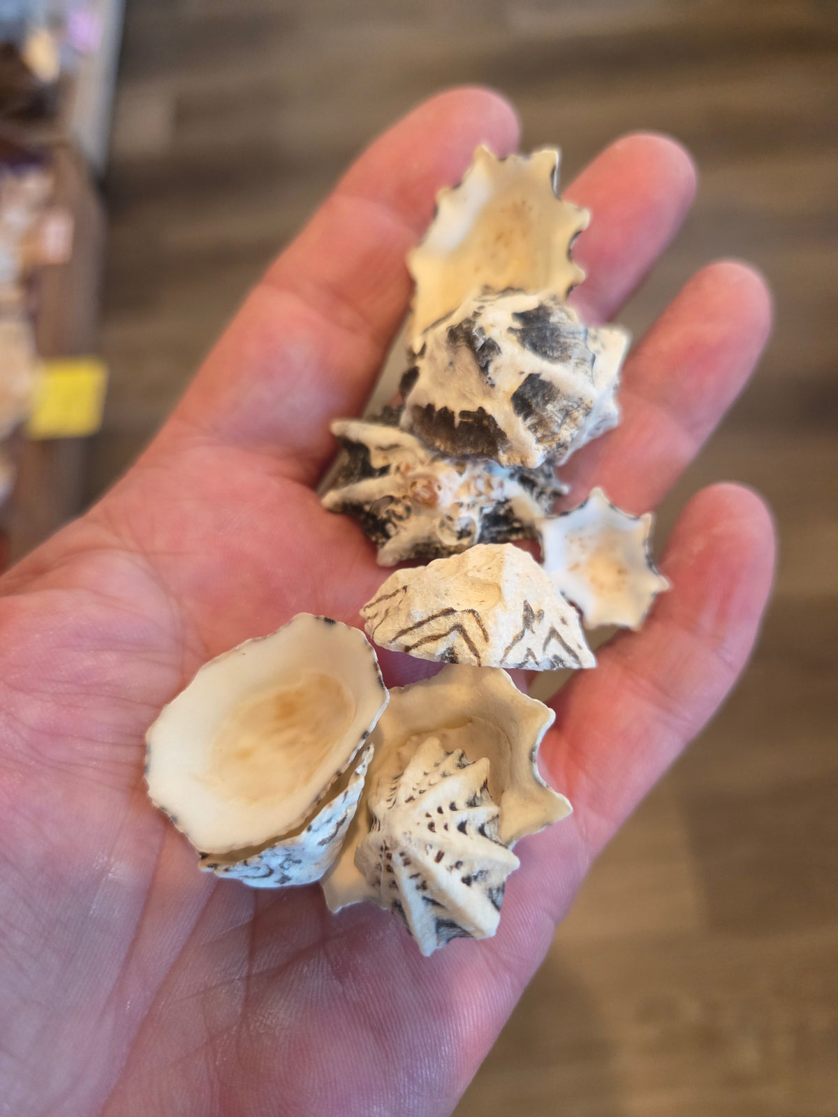 Star Limpet Shells - Cellana stellifera