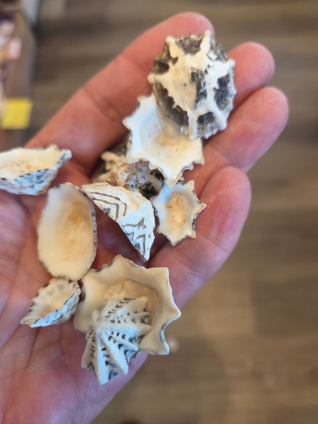 Star Limpet Shells - Cellana stellifera