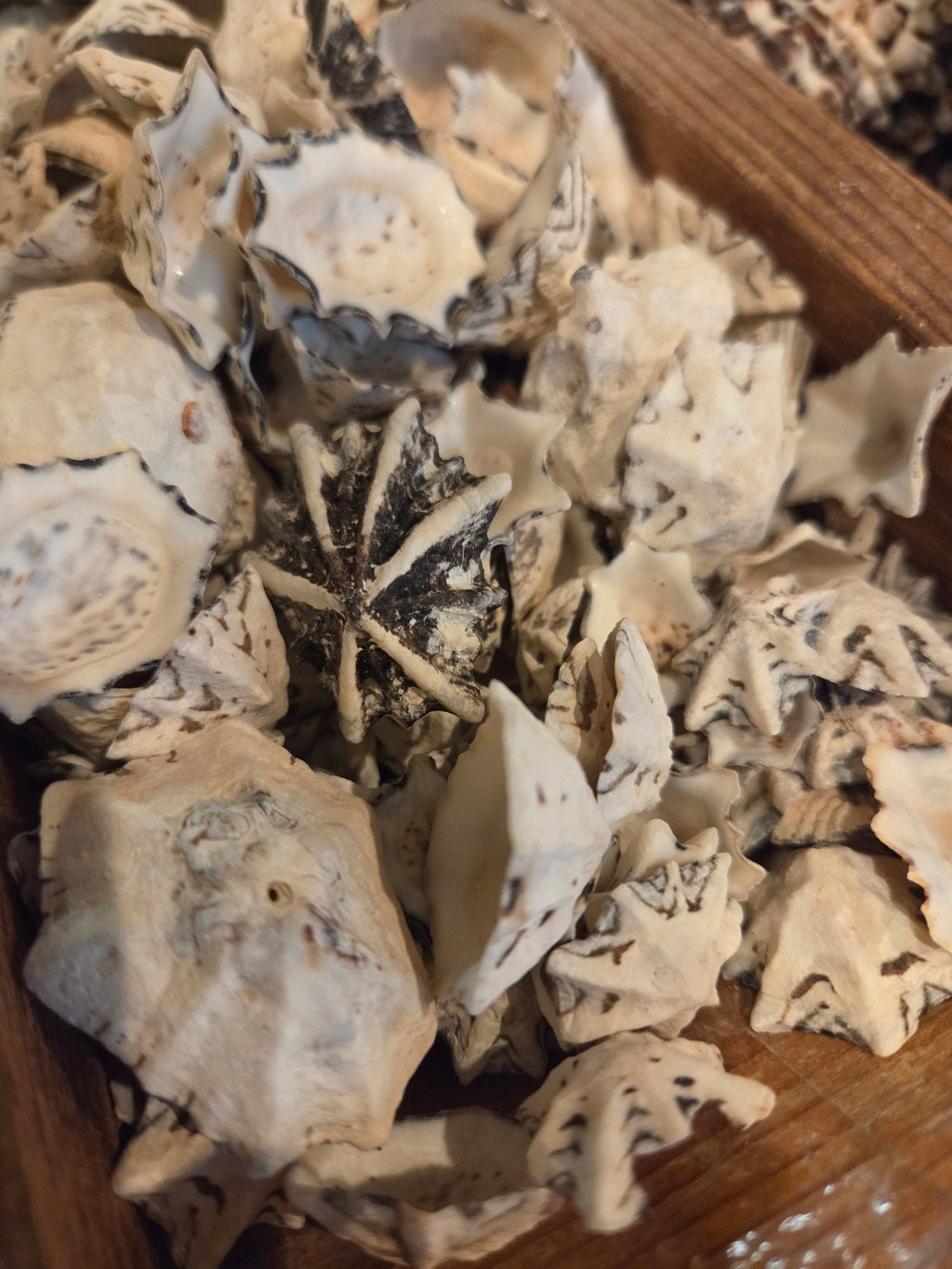Star Limpet Shells - Cellana stellifera