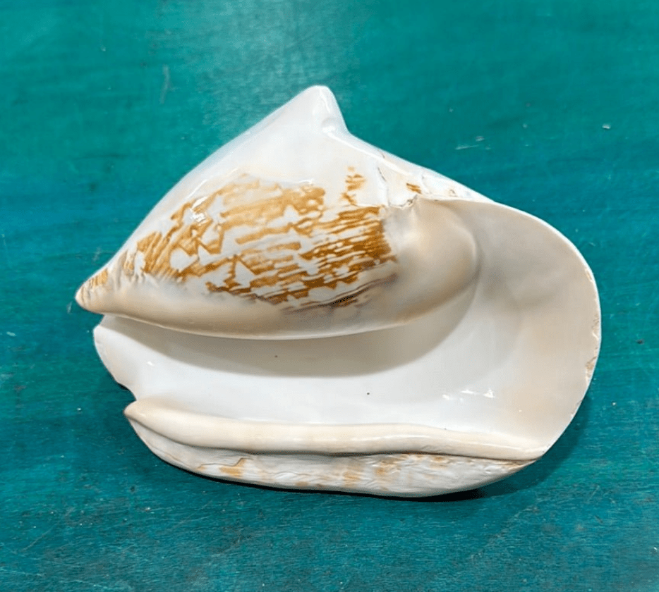 Strombus latissimus aka Widest Pacific Conch, White
