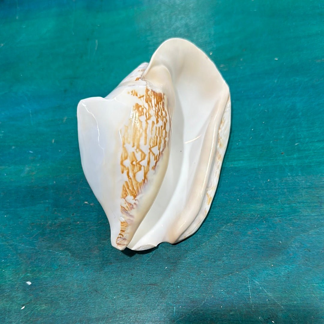 Strombus latissimus aka Widest Pacific Conch, White