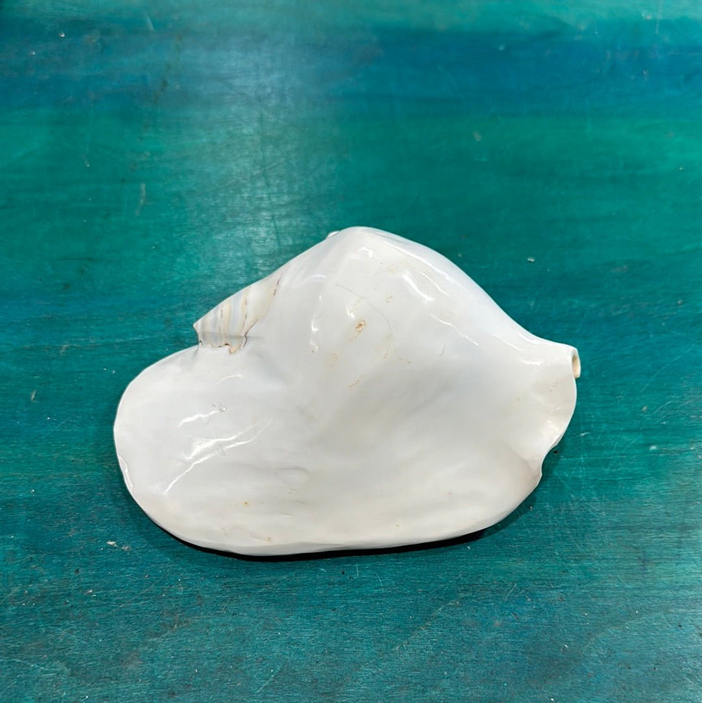 Strombus latissimus aka Widest Pacific Conch, White