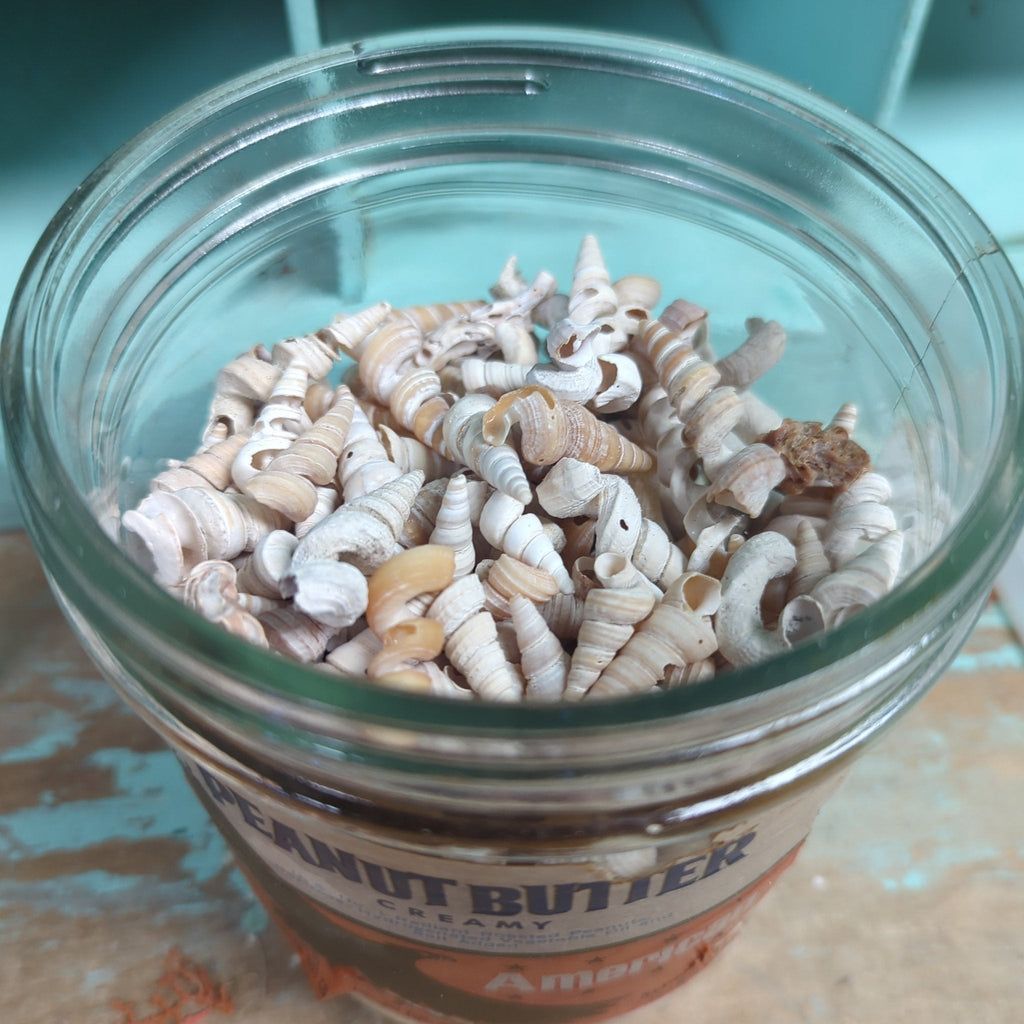 Tube worm shells