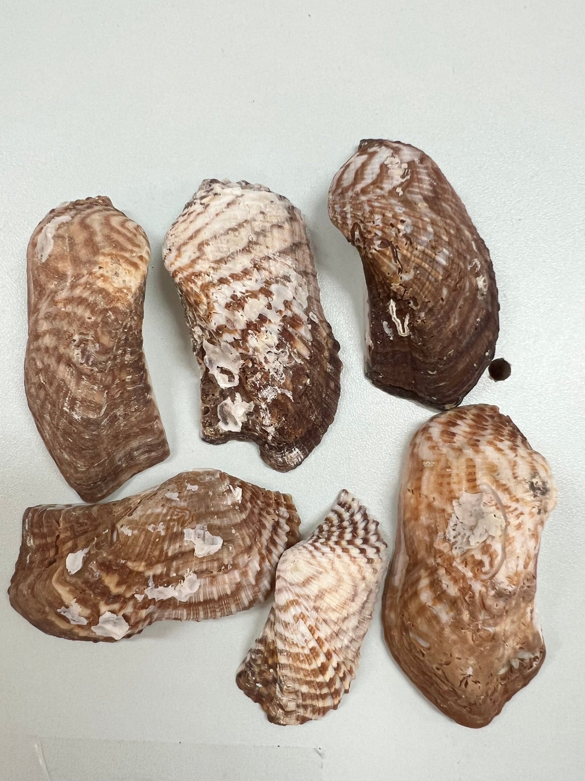 Turkey Wing Shell