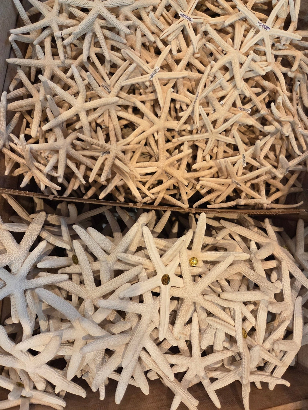 White Pencil Finger Starfish 2-3", 3-4", 4-6"