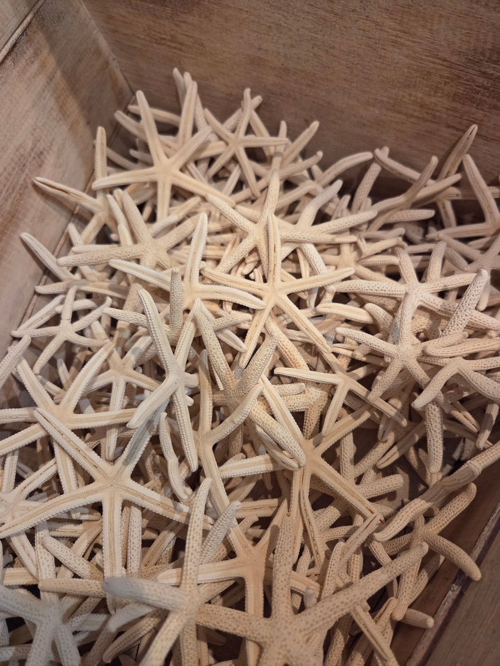 White Pencil Finger Starfish 2-3", 3-4", 4-6"