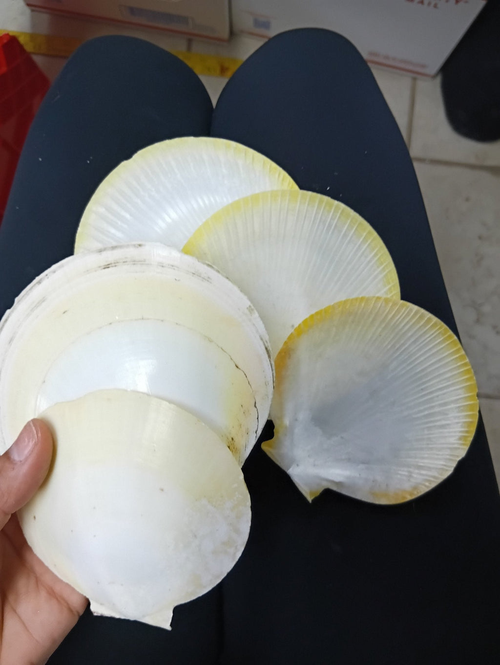 Yellow Asian Sun Moon Scallop